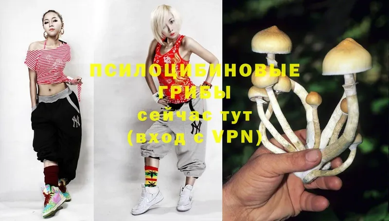 mega ссылки  Тюкалинск  Псилоцибиновые грибы Psilocybine cubensis 